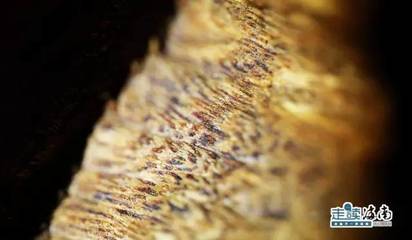 外交部藍廳里的“海南網(wǎng)紅” 沉香，一片萬錢冠絕天下